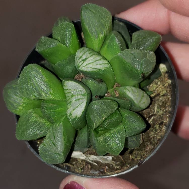 Plant image Haworthia emelyae var. major