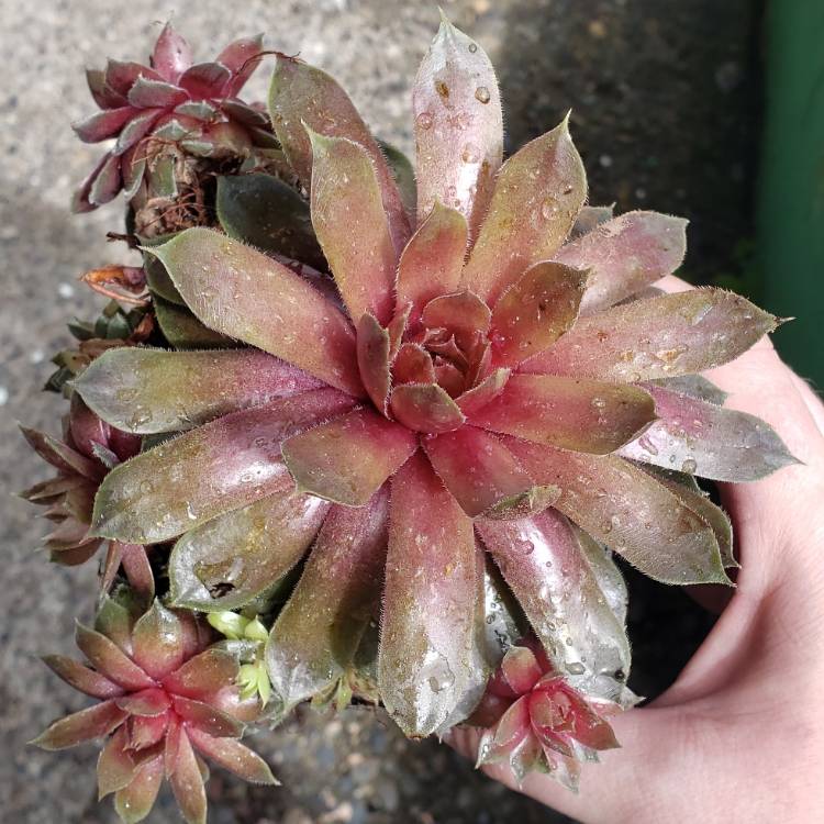 Plant image Sempervivum Commander Hay