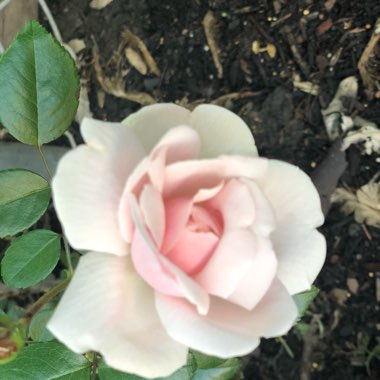 Rose 'New Dawn' (Climbing)