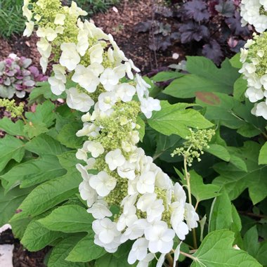 Oak-Leaf Hydrangea 'Gatsby's Star'