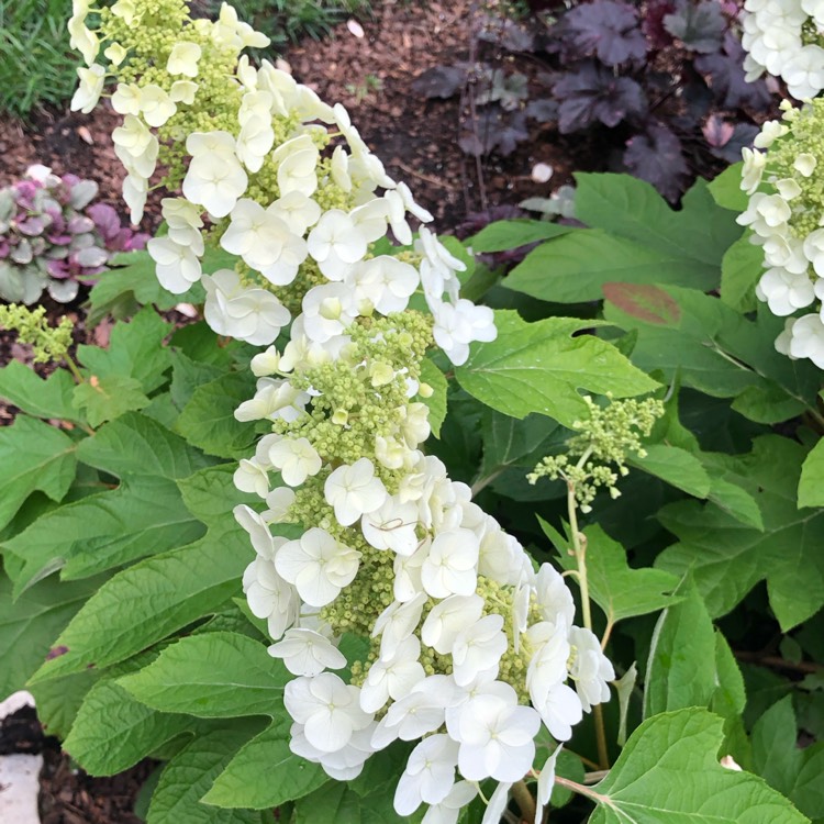 Plant image Hydrangea quercifolia 'Doughill' syn. Hydrangea quercifolia 'Gatsby's Star'