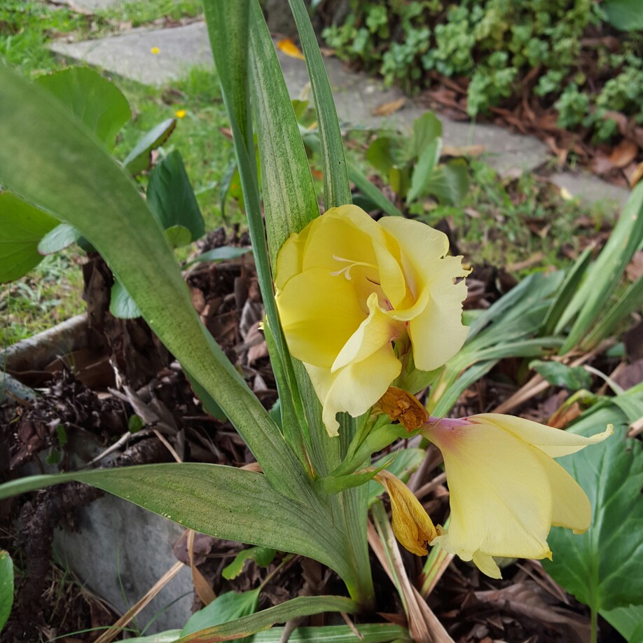 Plant image Gladiolus 'Yellow Star'