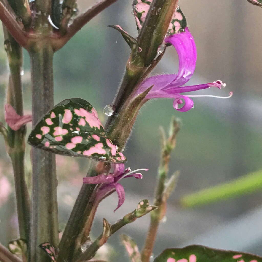 Polka Dot Plant