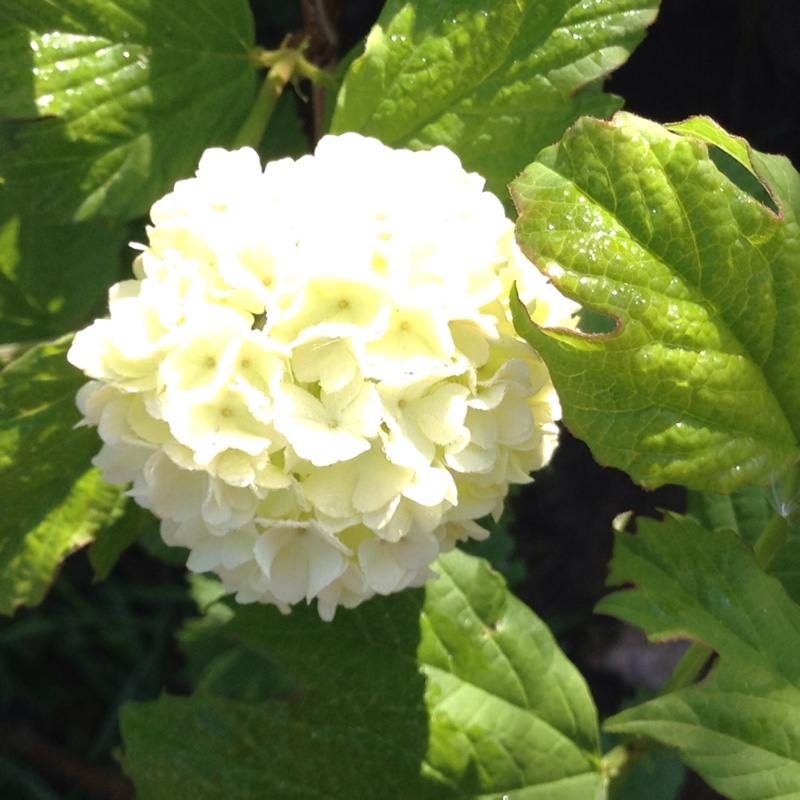 European Snowball Bush