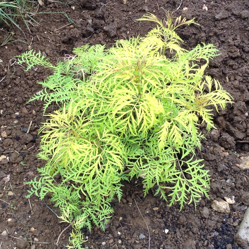 European red elder 'Sutherland Gold'