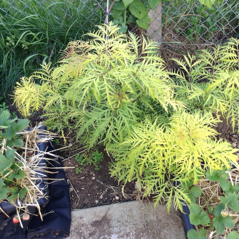 European red elder 'Sutherland Gold'