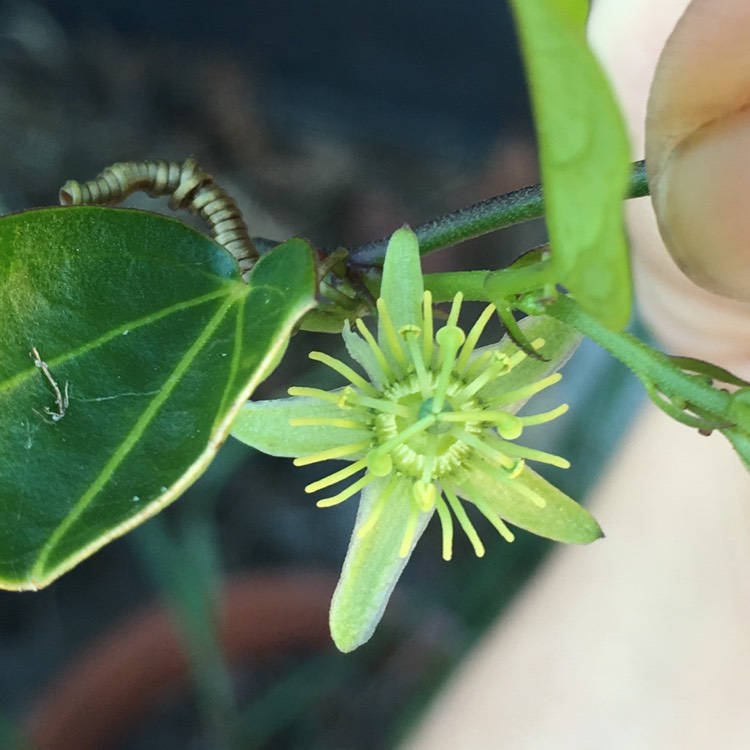 Plant image Passiflora suberosa