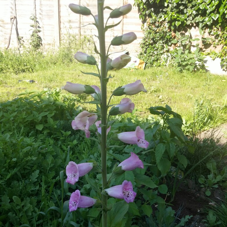 Foxglove