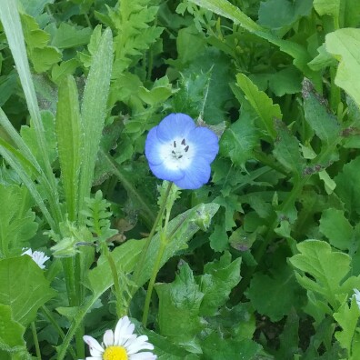 Plant image Nemophila menziesii