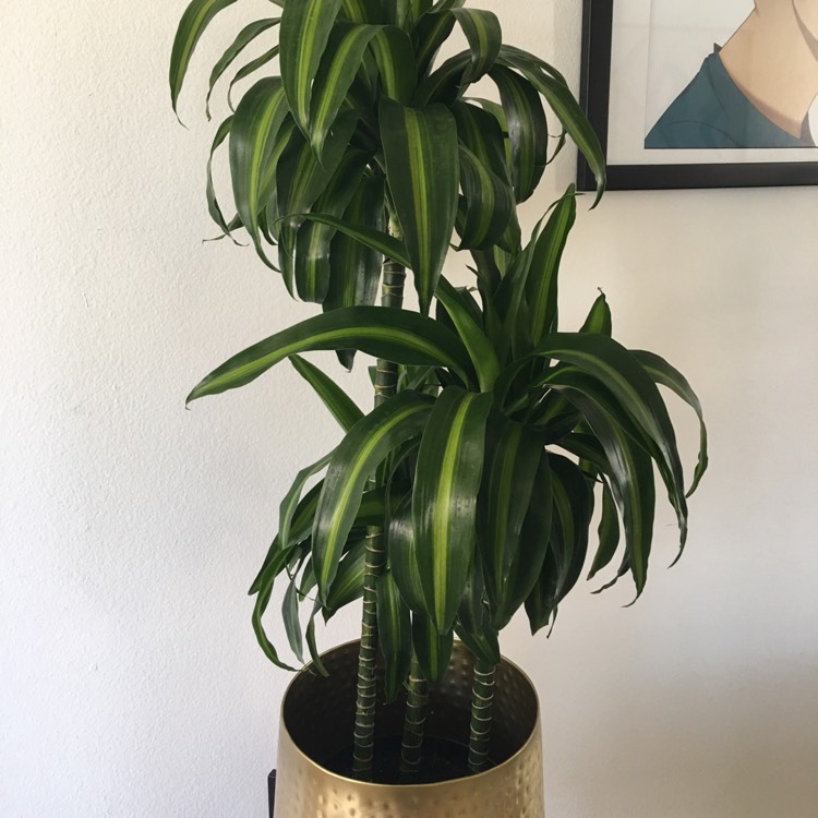 Plant image Dracaena deremensis 'Dorado'