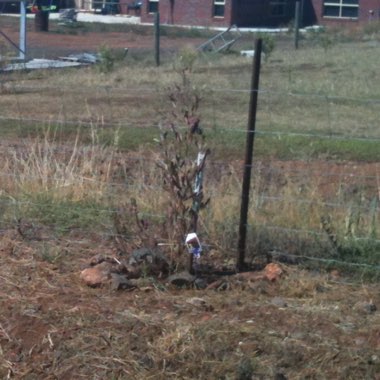 Purple Hopseed Bush