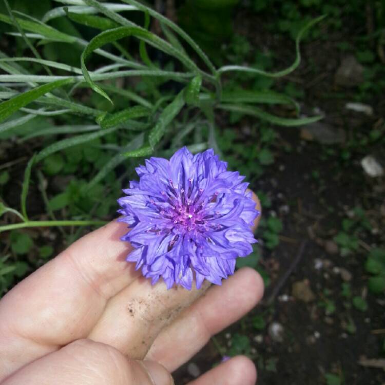 Plant image Centaurea cyanus 'Polka Dot Mix'