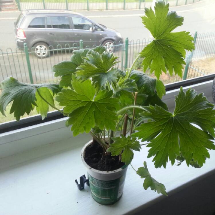 Plant image Delphinium 'Cassius'