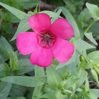 Linum grandiflorum