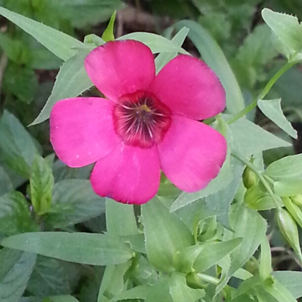 Plant image Linum grandiflorum