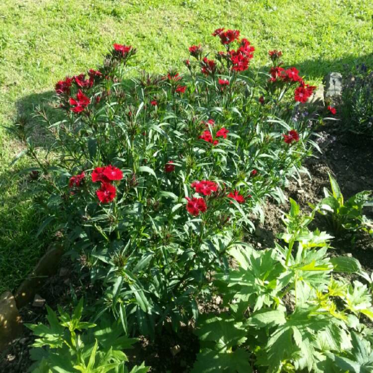 Plant image Dianthus