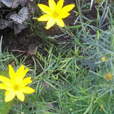 Coreopsis verticillata 'Zagreb'