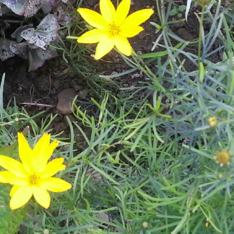 Plant image Coreopsis verticillata 'Zagreb'