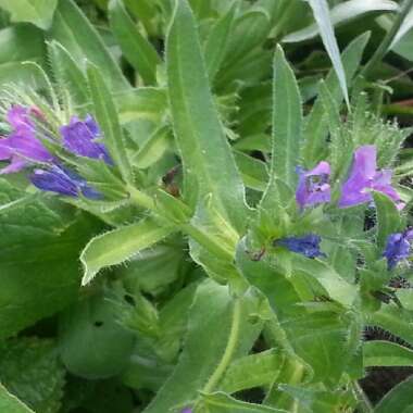 Penstemon 'Heavenly Blue'