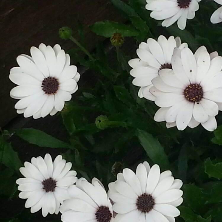 Plant image Osteospermum 'Flowerpower Ice White'