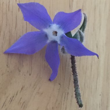 Common borage