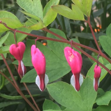 Bleeding Heart 'King of Hearts'