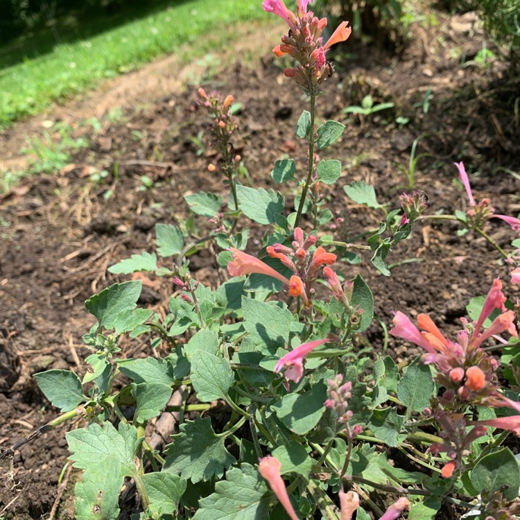 Plant image Agastache aurantiaca 'Arizona Sunset'