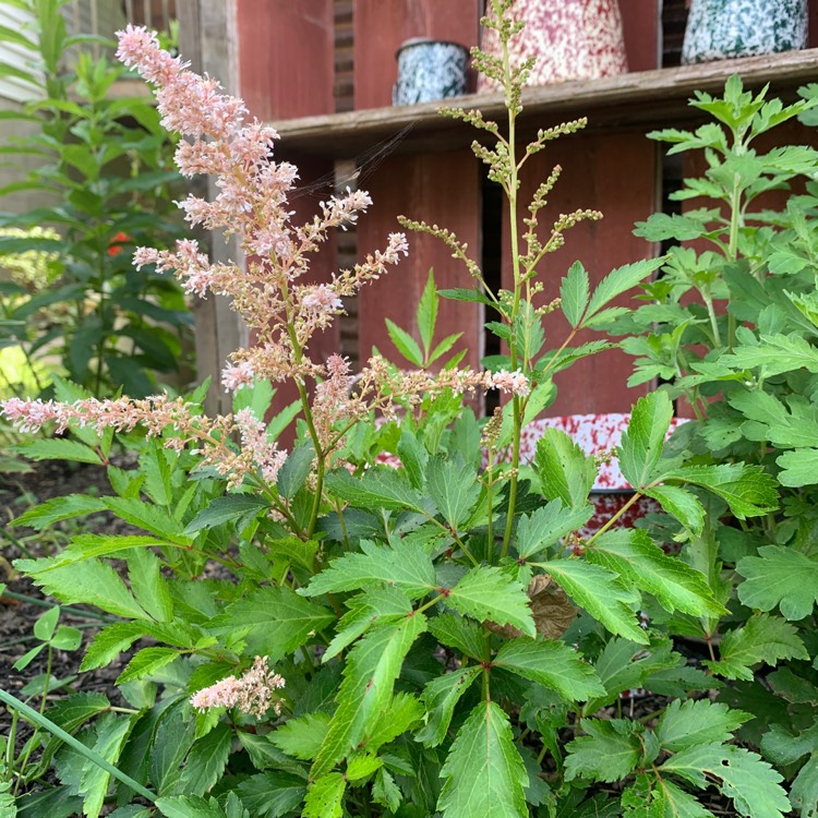 Plant image Astilbe 'Flamingo'