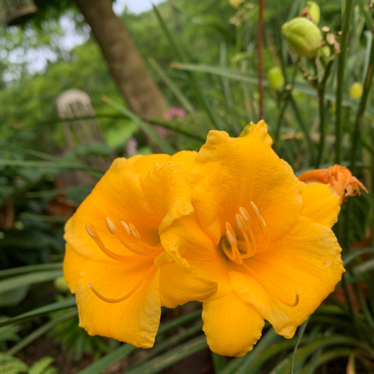 Plant image Hemerocallis 'Stella Bella'