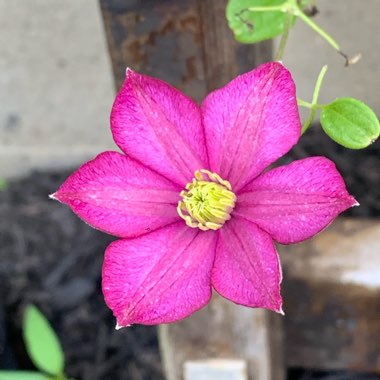 Clematis