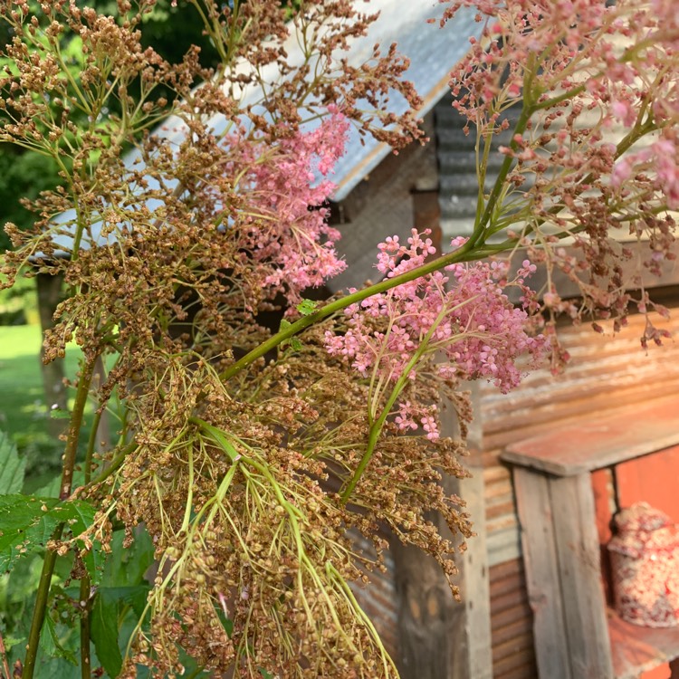 Plant image Filipendula rubra 'Venusta'