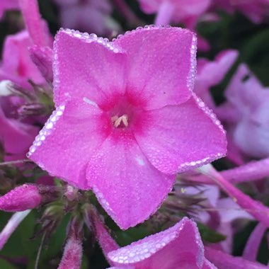 Phlox