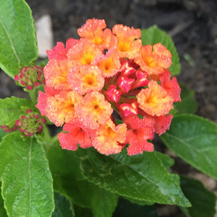 Plant image Lantana camara 'Luscious® Berry Blend'