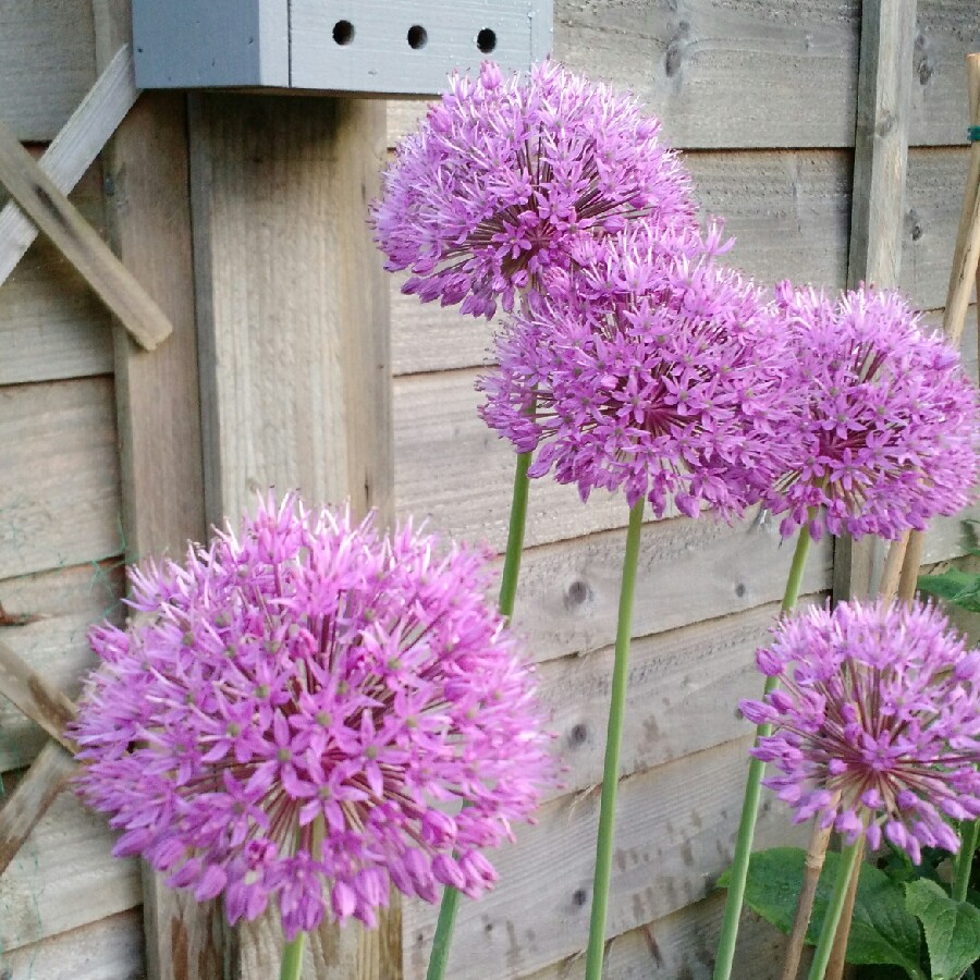 Allium