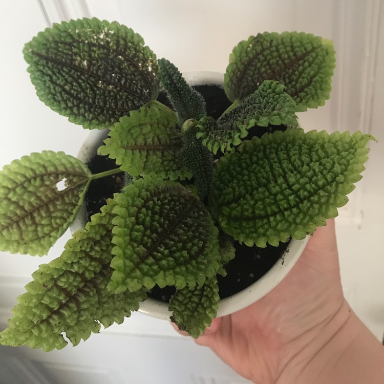 Plant image Pilea involucrata 'Moon Valley'