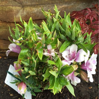 Peruvian Lily