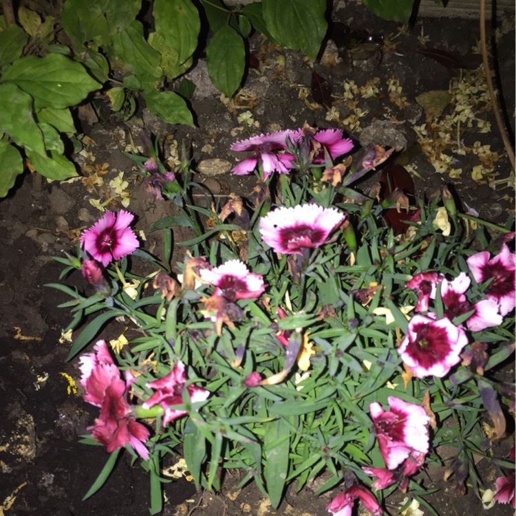 Plant image Dianthus caryophyllus 'Raspberry Ripple'