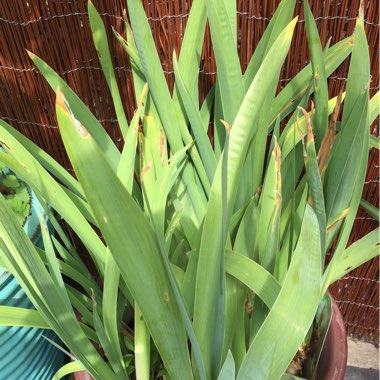 Bearded Iris 'Indian Chief' (Tall)