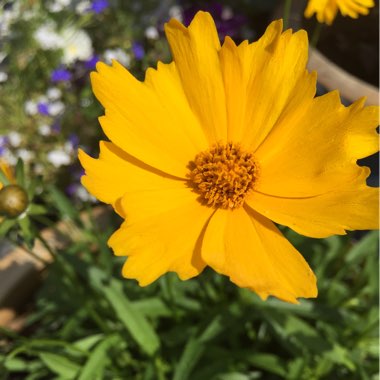 Threadleaf Coreopsis  'Moonbeam'