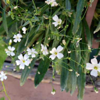 Gypsophila 'Monarch White'