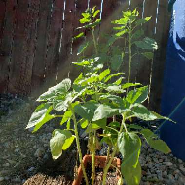 Helianthus Annuus 'Sunspot'