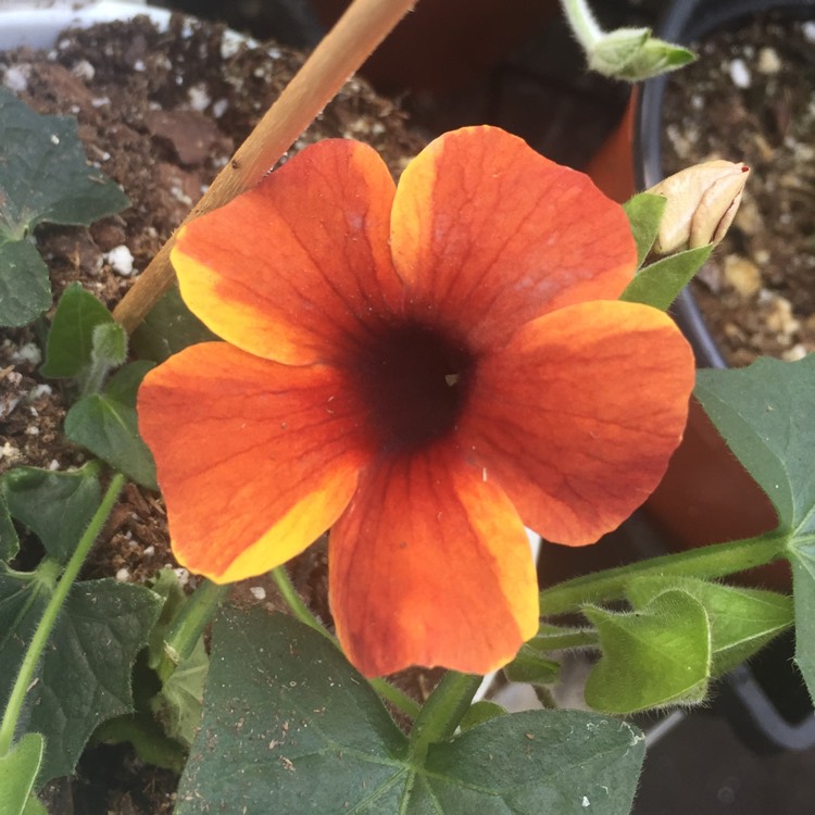 Plant image Thunbergia alata 'Tangerine Slice A-Peel®'