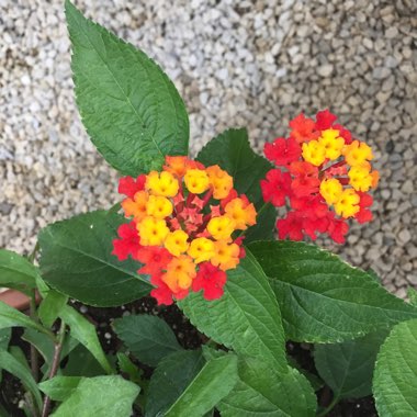 Lantana camara 'Bante Reeda' (Bandana Series) syn. Lantana 'Bandana Red'