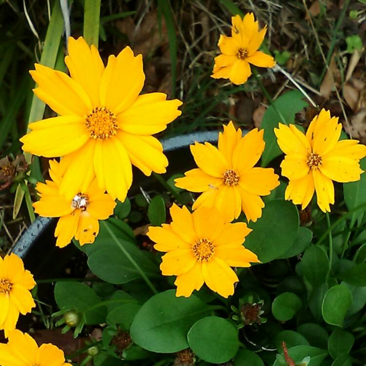 Plant image Coreopsis verticillata 'Zagreb'