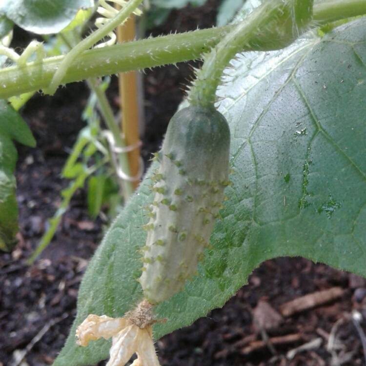 Plant image Cucumis sativus 'Parisian Pickling'