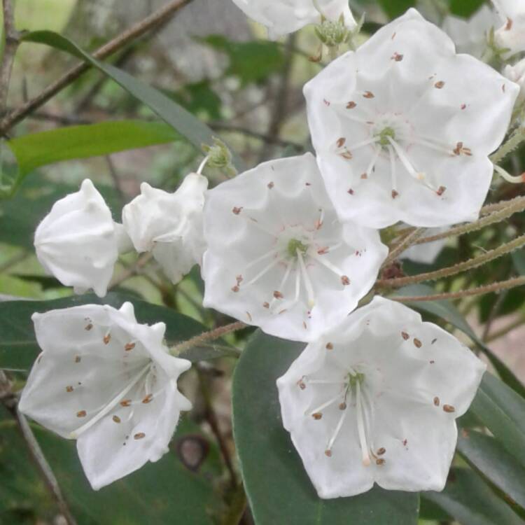 Plant image Kalmia latifolia 'Pinwheel'