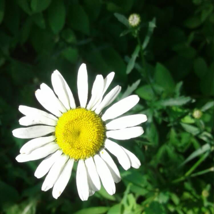 Plant image Erigeron annuus