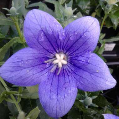 Platycodon grandiflorus 'Sentimental Blue' syn. Campanula grandiflora 'Sentimental Blue'