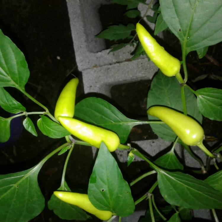 Plant image Capsicum Annuum 'Hungarian Wax'