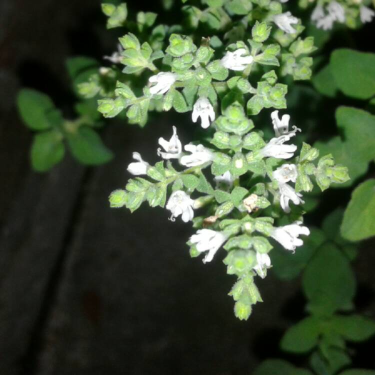 Plant image Origanum Vulgare subsp. Hirtum 'Hot and Spicy'